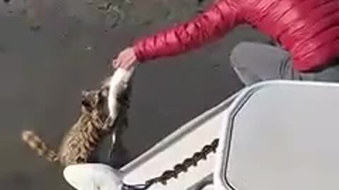 Un raton laveur vient voler le poisson d'un pêcheur