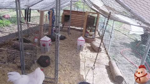 Chicken Live Stream