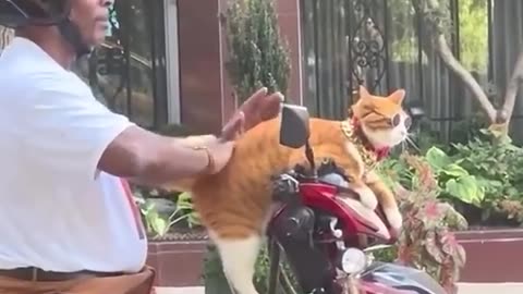 Funny Animal Video