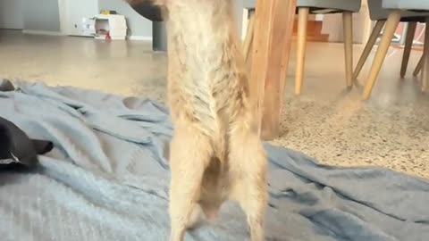 My baby kangaroo took her first wobbly hops, and my heart wasn't ready...