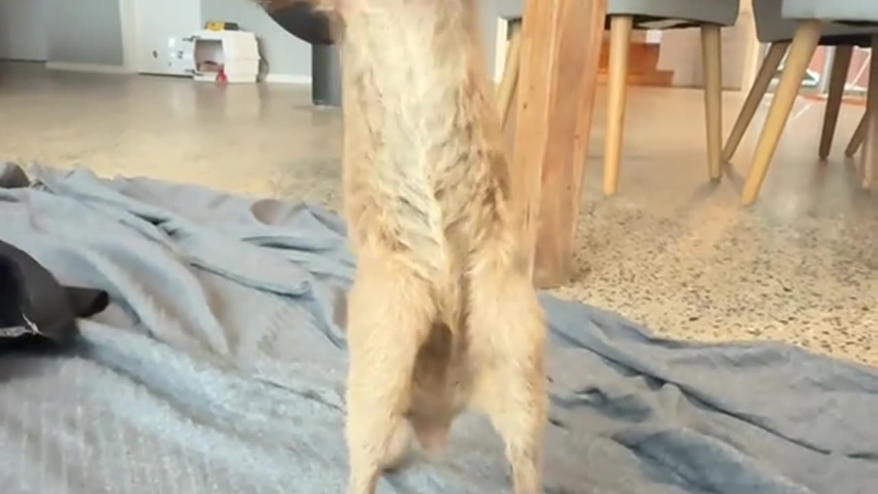 My baby kangaroo took her first wobbly hops, and my heart wasn't ready...