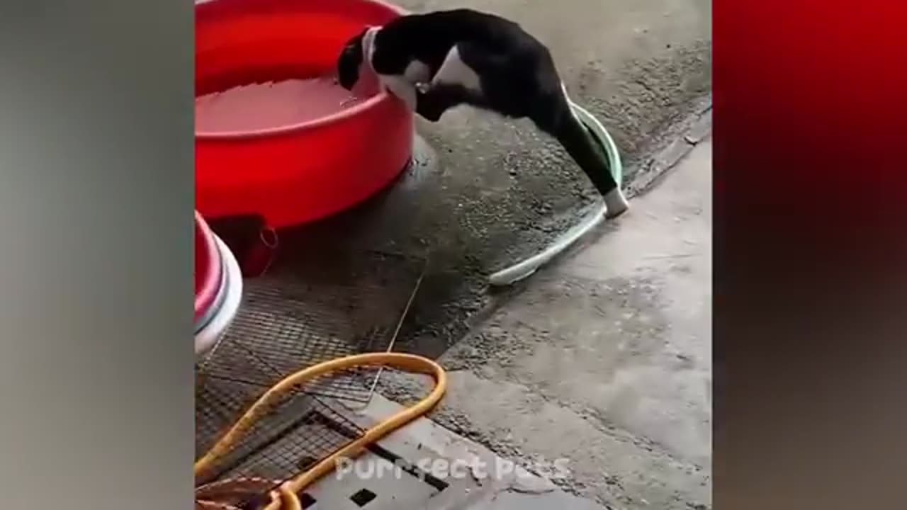 😂🤣funny cats & dogs
