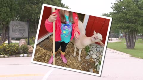 Goat goes viral after 'relatable' facial expression