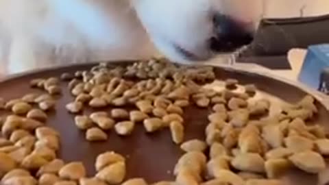 ARE YOU FEEDING YOUR DOG, CARDBOARD BOXES ?