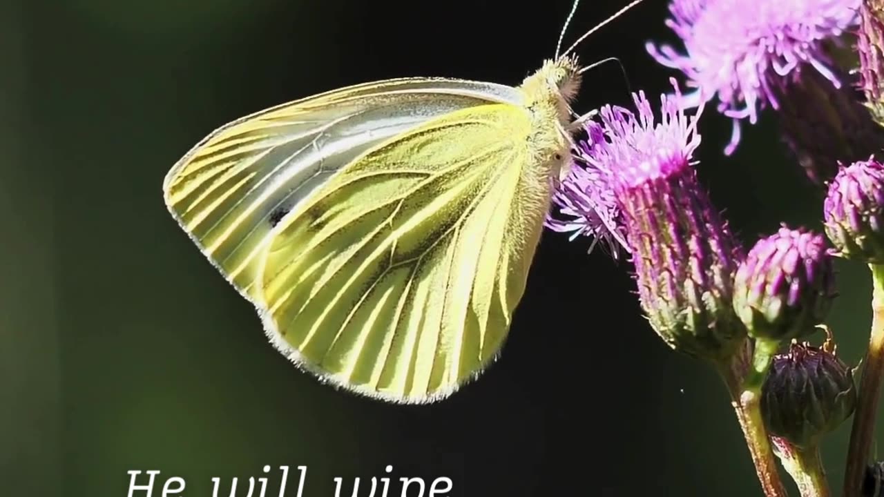 God will wipe every tear from our eyes