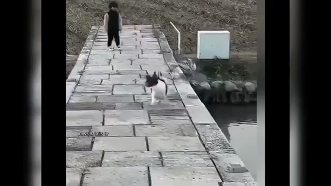 Funniest Animal Moments Ever