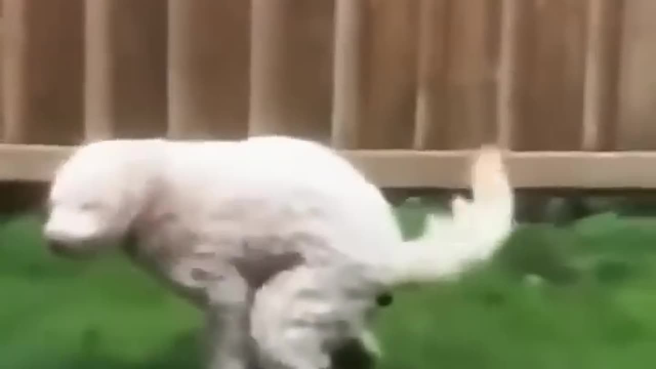 Dog can fly