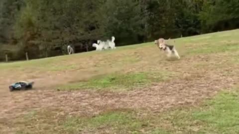 😂🔥 Radio Controlled Car Chaos at the Dog Park! | FunFM