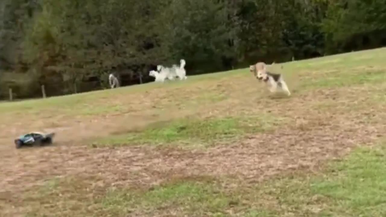 😂🔥 Radio Controlled Car Chaos at the Dog Park! | FunFM