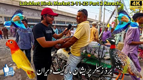Karachi Birds market 2/11/25