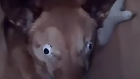 POOR JASPER DOESN'T HAVE EYES