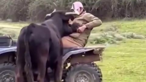 That bull wasn’t being protective — it was trying to kill the calf.