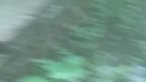 dog run