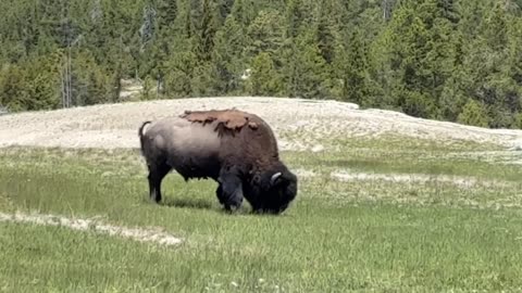 Buffalo Old Faithful Geyser Yellowstone N.P.