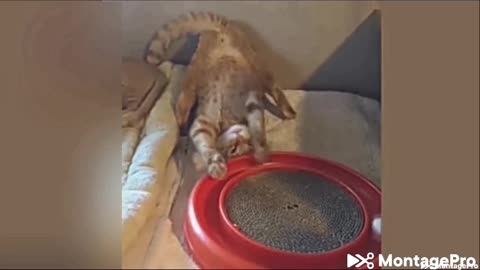 funny animals