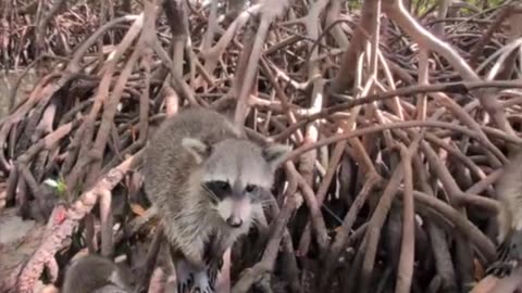 🦝 Estemachine #FlowMe
