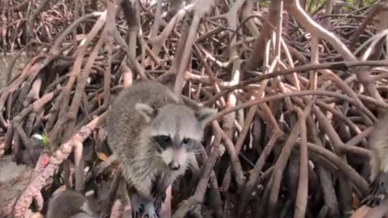 🦝 Estemachine #FlowMe