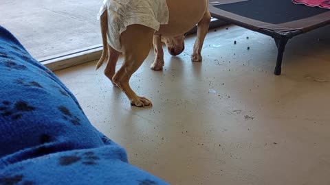 Allison 6y A859449 change diaper 2 be comfy@TRN, in kennel 95 small PACC doggies679