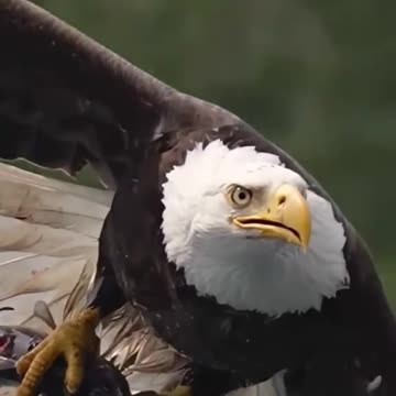 America is beautiful