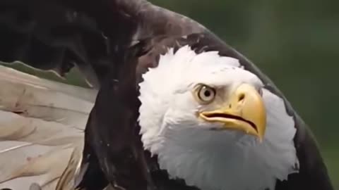 America is beautiful