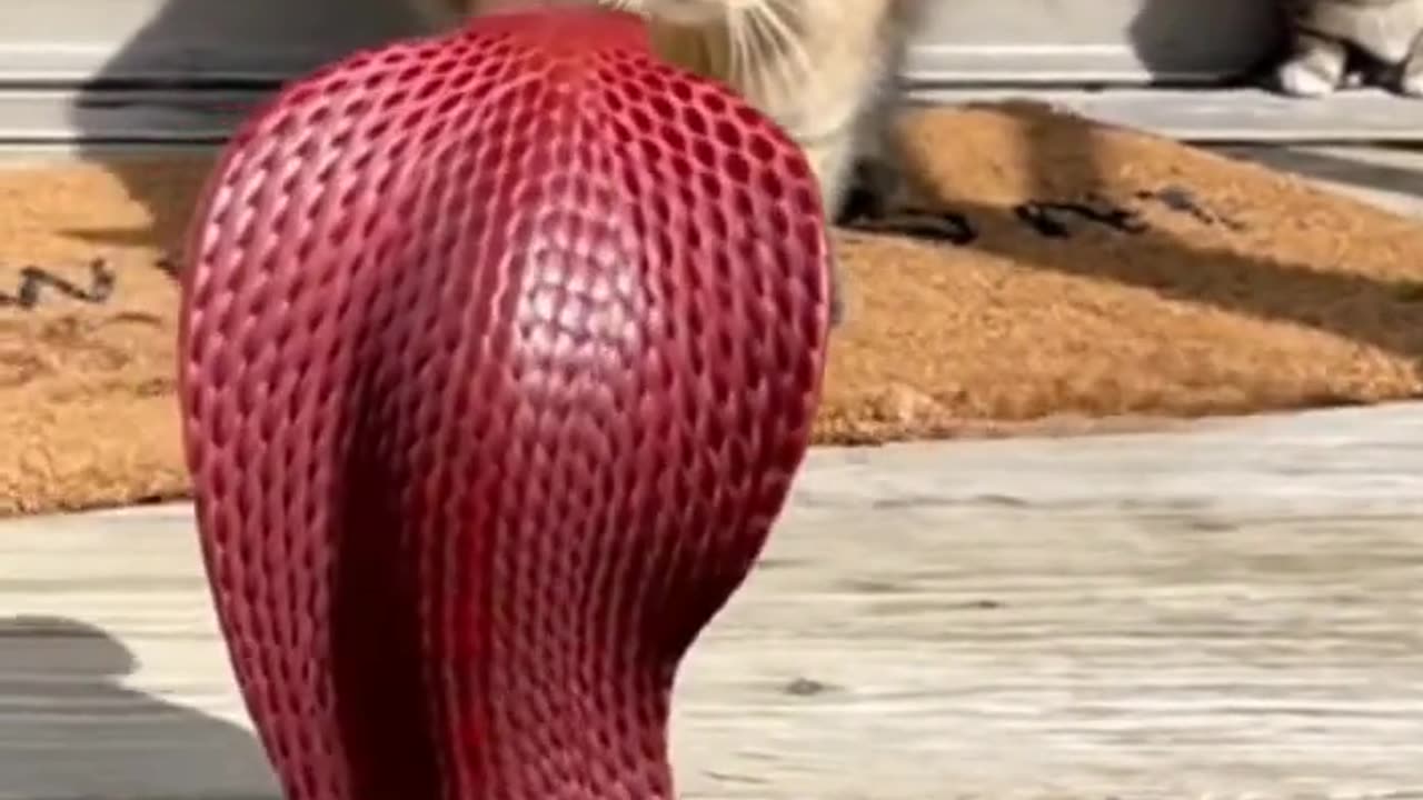 Red cobra and Mom Cat