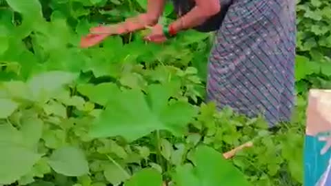 Jab katai sonagarai