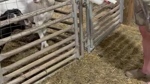 The Goat Escape Is No Longer a Mystery