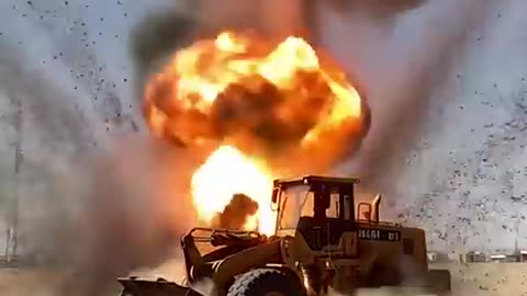 Brave Golden Retriever Saves a Wheel Loader Operator