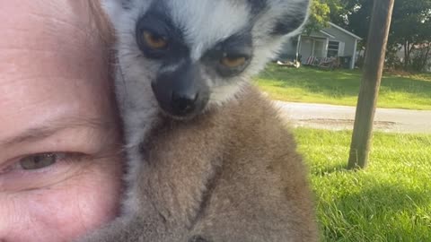 Baby Lemur so curious