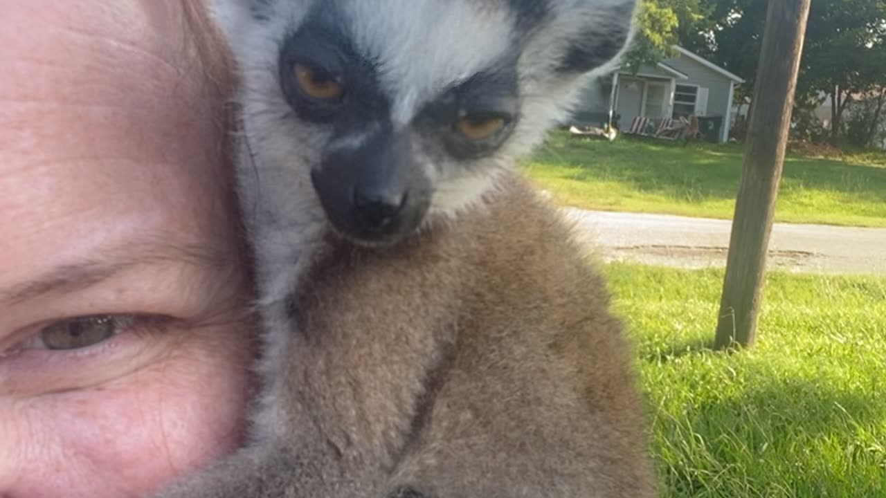 Baby Lemur so curious