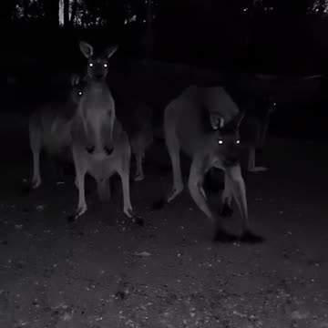 Kangaroo diaries only in Australia 🇦🇺