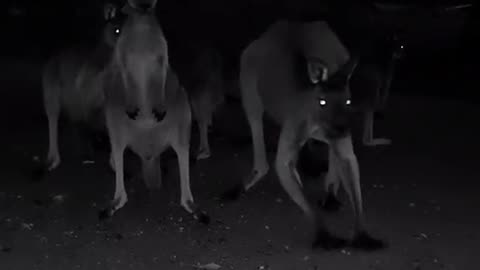 Kangaroo diaries only in Australia 🇦🇺