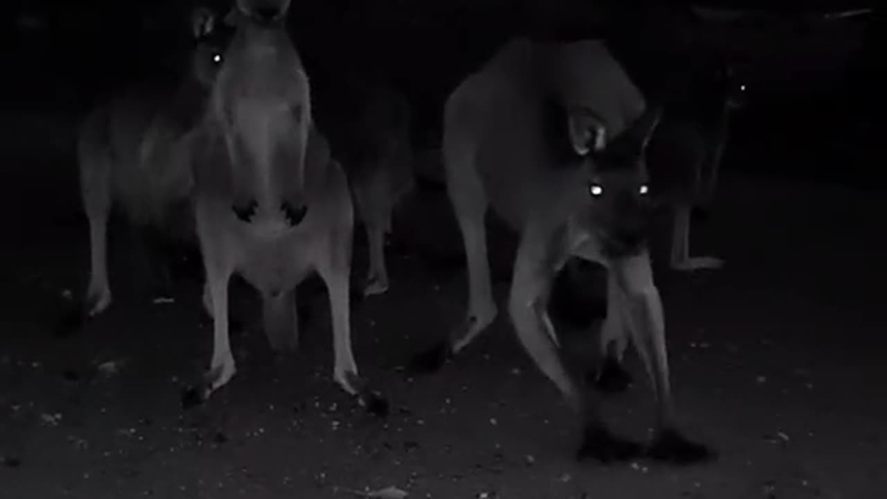 Kangaroo diaries only in Australia 🇦🇺