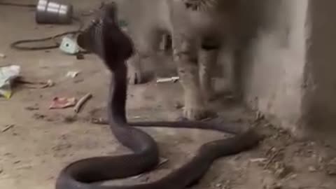 Oh my God 🤣😱😭 #StarsEverywhere #Dangerous #cat