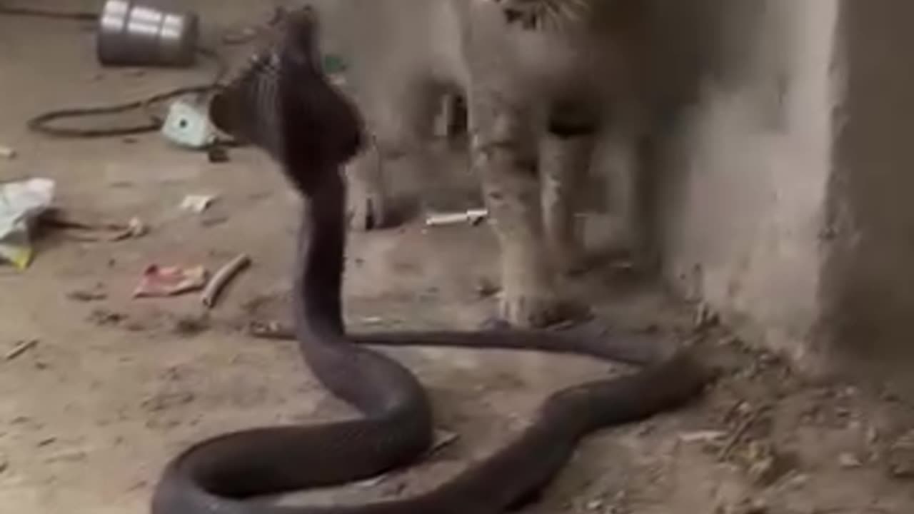 Oh my God 🤣😱😭 #StarsEverywhere #Dangerous #cat