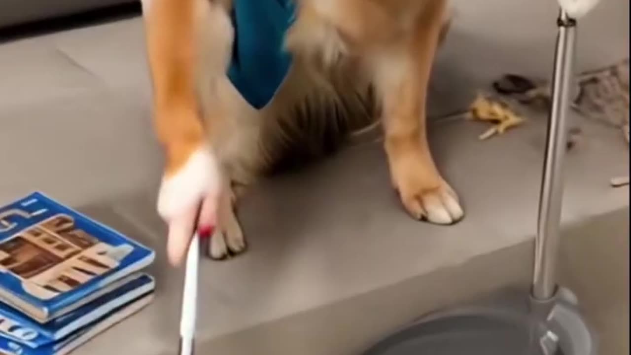 Dogs are the funniest creatures on Earth