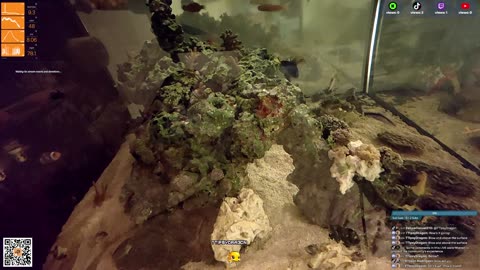 24/7 Real Live Reef Stream