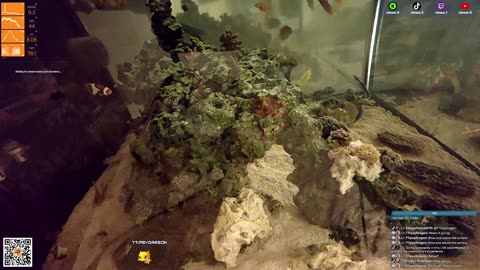 24/7 Real Live Reef Stream