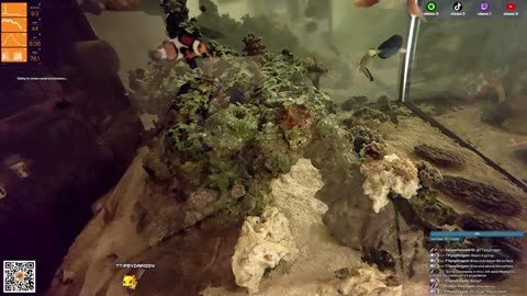 24/7 Real Live Reef Stream