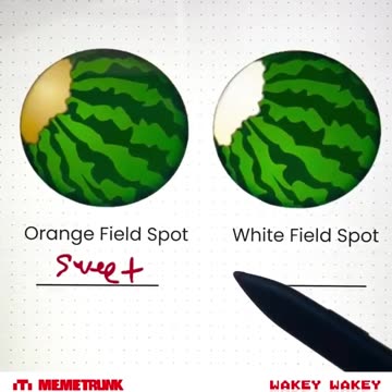How to pick a watermelon