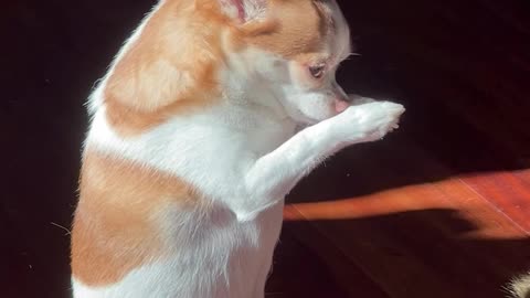 Cut pets Cat Dog