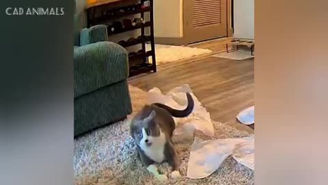 cats totally and unpredictably smart