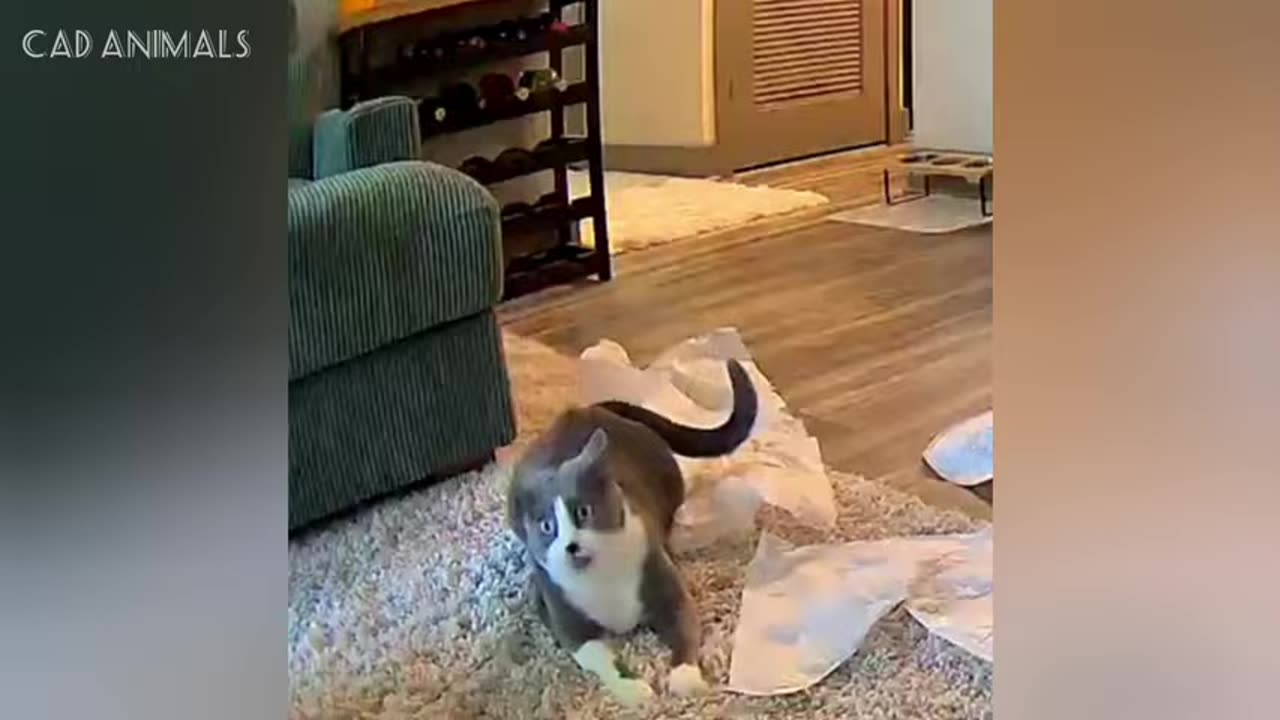 cats totally and unpredictably smart