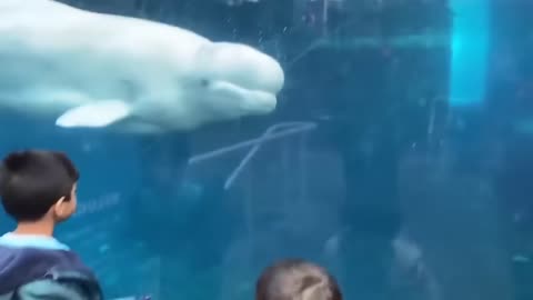 TRY NOT TO LAUGH CHALLENGE