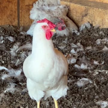 White Leghorn and Splash Orpington