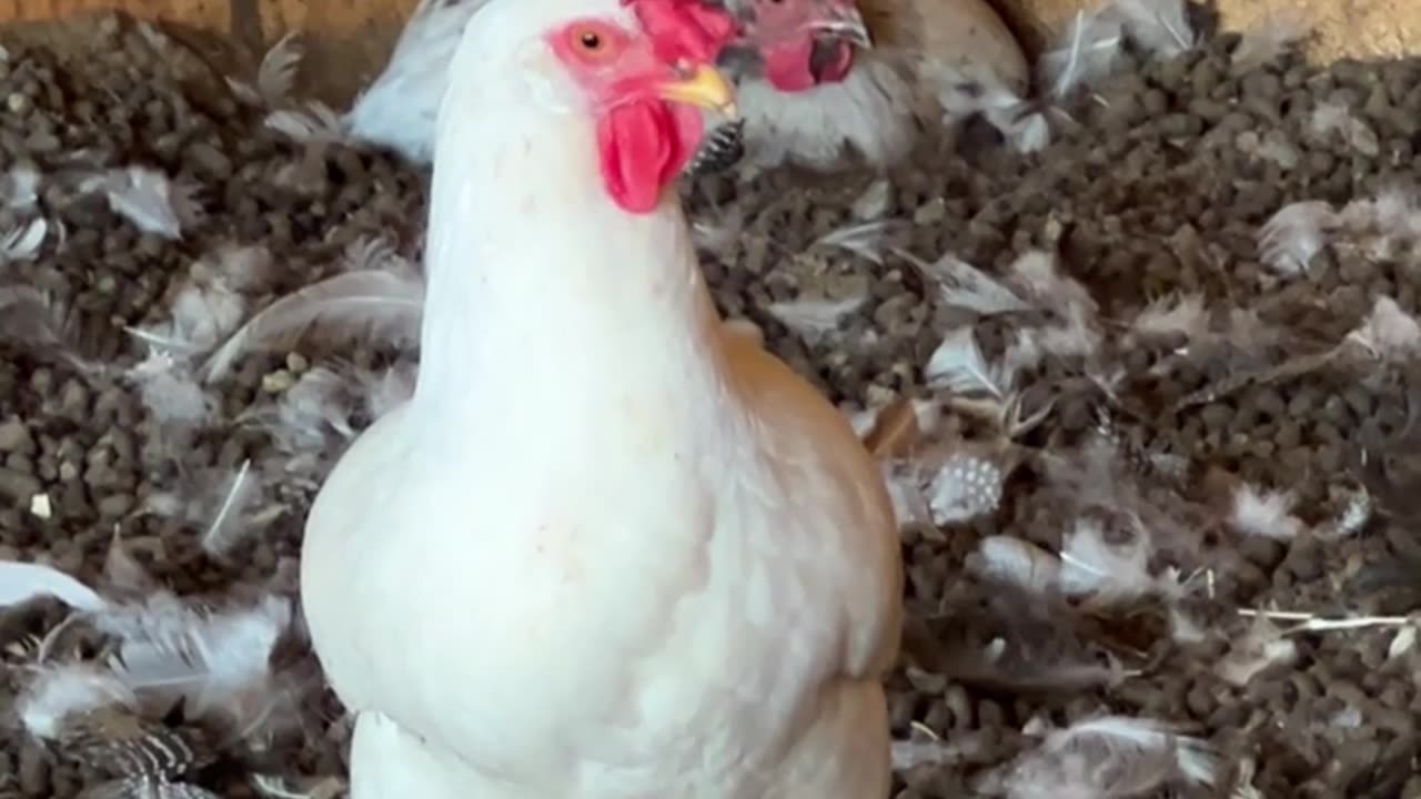 White Leghorn and Splash Orpington