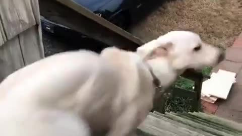 😂🐶 Hilarious Dogs with the CUTEST Tails! | FunFM