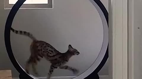 Fun