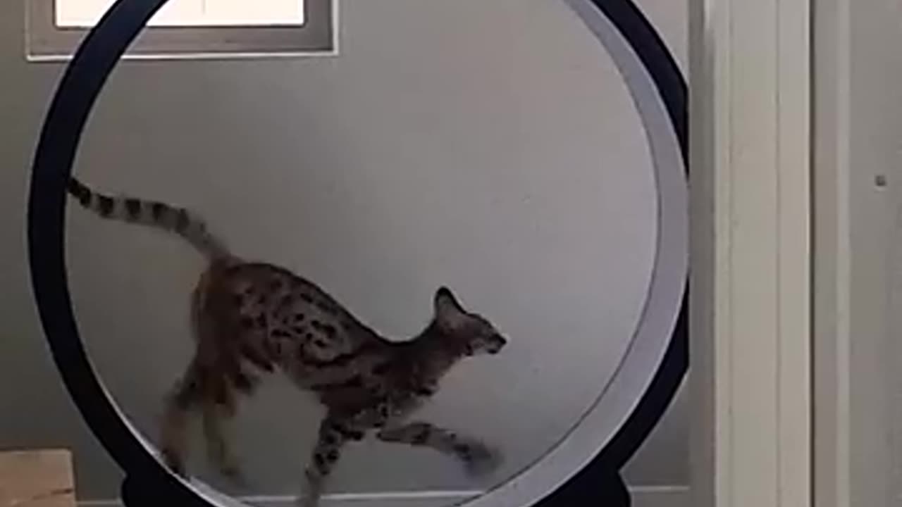 Fun