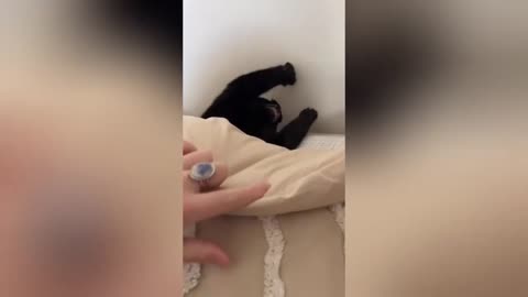 funny animals #4